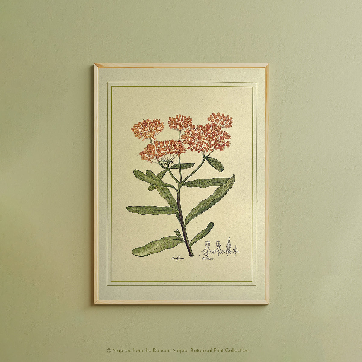 Napiers Botanical Prints