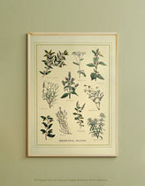 Napiers Botanical Prints