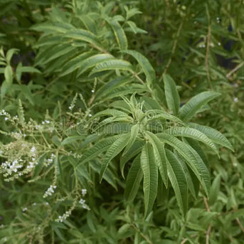 Lemon Verbena Leaf (Lippia citriodora)