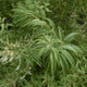 Lemon Verbena Leaf (Lippia citriodora)