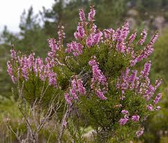 Wild heather plant with vibrant purple flowering tops growing in natural landscape