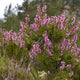 Wild heather plant with vibrant purple flowering tops growing in natural landscape