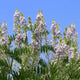 Goat's Rue plant with pale purple flowers and green pinnate leaves against blue sky