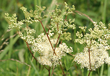 files/meadowsweet-banner-700px.jpg
