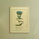 Napiers Botanical Prints