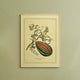 Napiers Botanical Prints