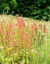 Sheep's Sorrel herb (Rumex acetosella)