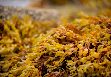 files/yellow-and-brown-seaweed.jpg