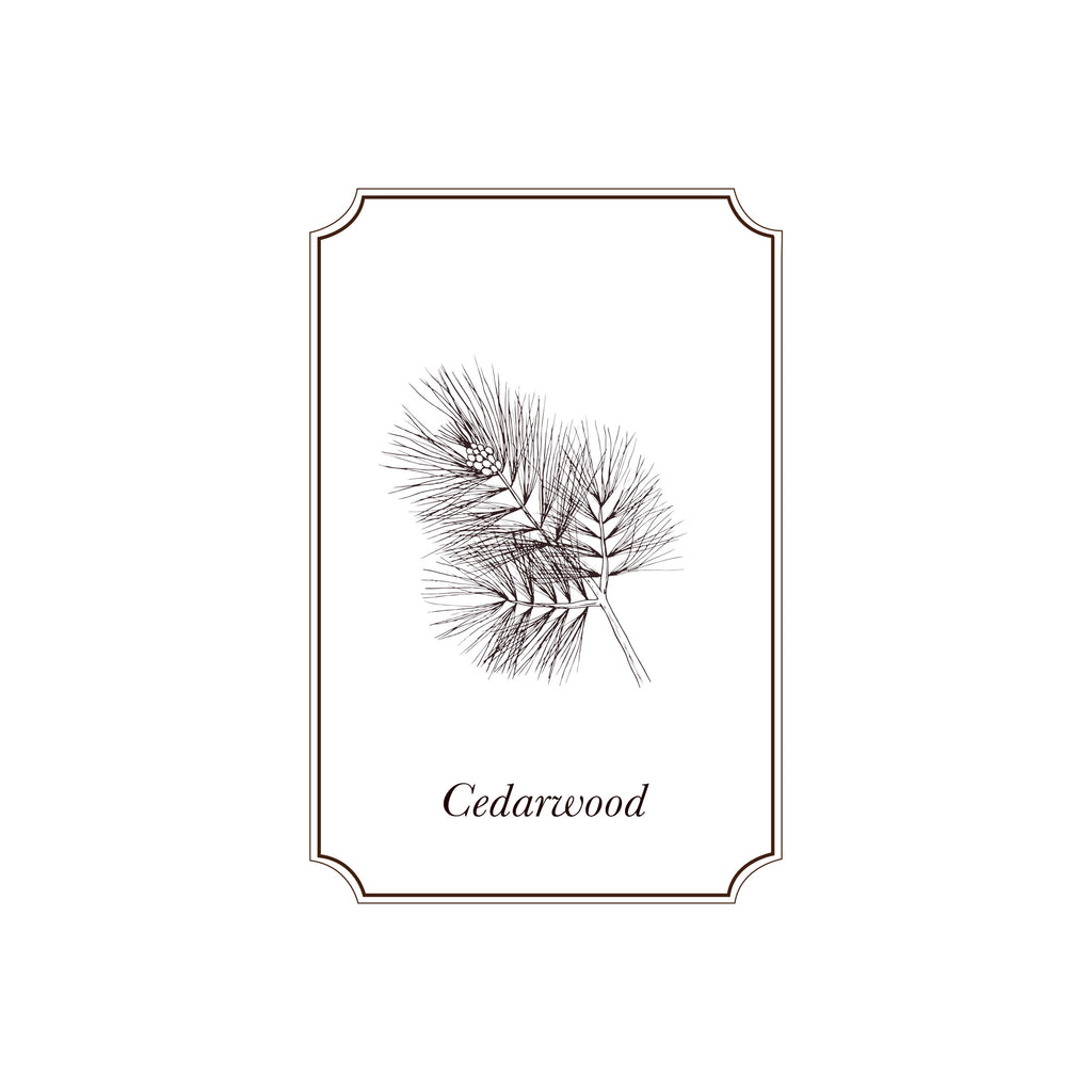 Napiers Cedarwood (Atlas) Essential Oil - Napiers