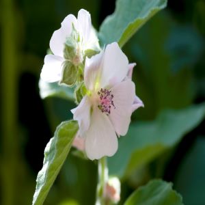 Marshmallow Root (Althaea officinalis) - Napiers