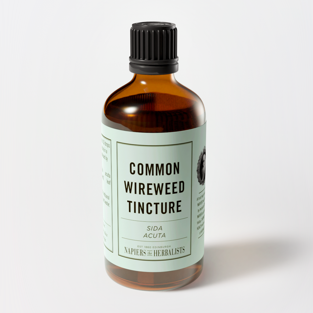 Common Wireweed Tinture (Sida acuta) - Napiers