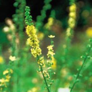 Agrimony Herb (Agrimonia eupatoria) - Napiers