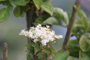 Elder Flowers (Sambucus nigra) - Napiers