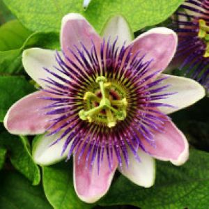 Passionflower Herb (Passiflora incarnata) - Napiers