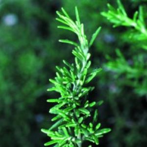 Rosemary Herb (Rosmarinus officinalis) - Napiers