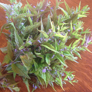 Skullcap Herb (Scutellaria lateriflora) - Napiers