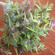 Skullcap Herb (Scutellaria lateriflora) - Napiers